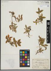 Foto von Salix hastata L.